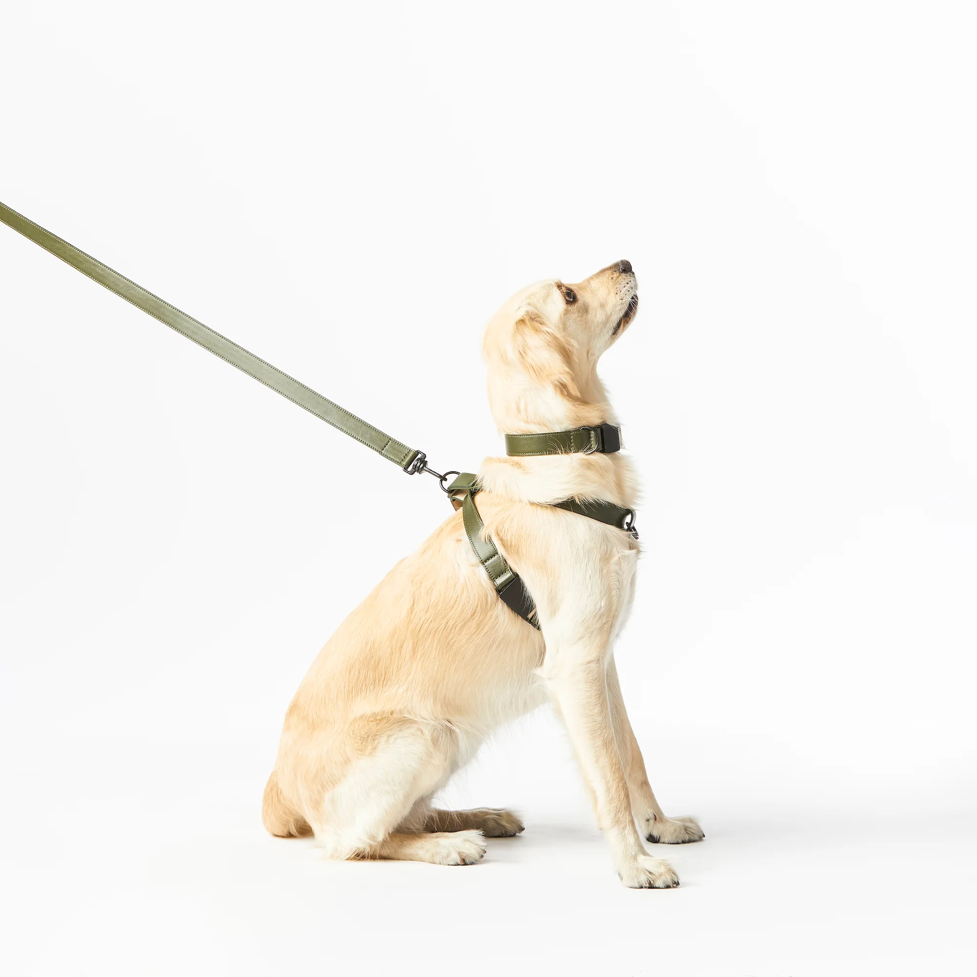 Leather Leash - Image 12