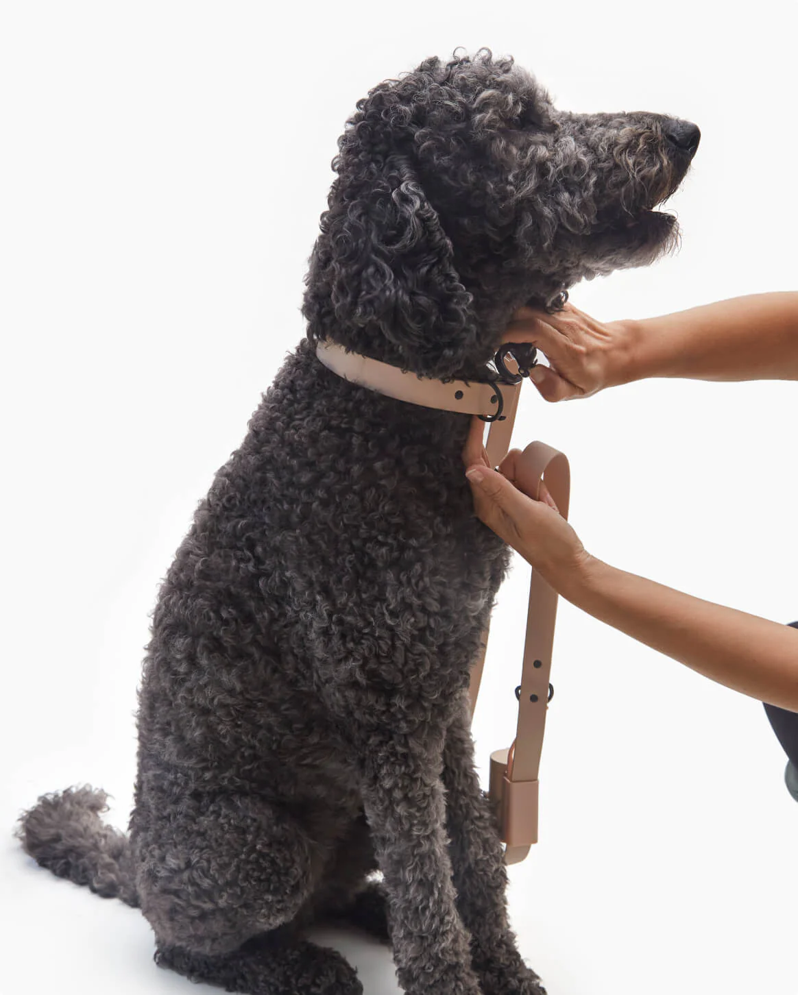Signature Leash - Image 28